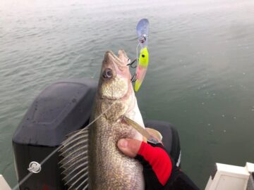 cold water walleye