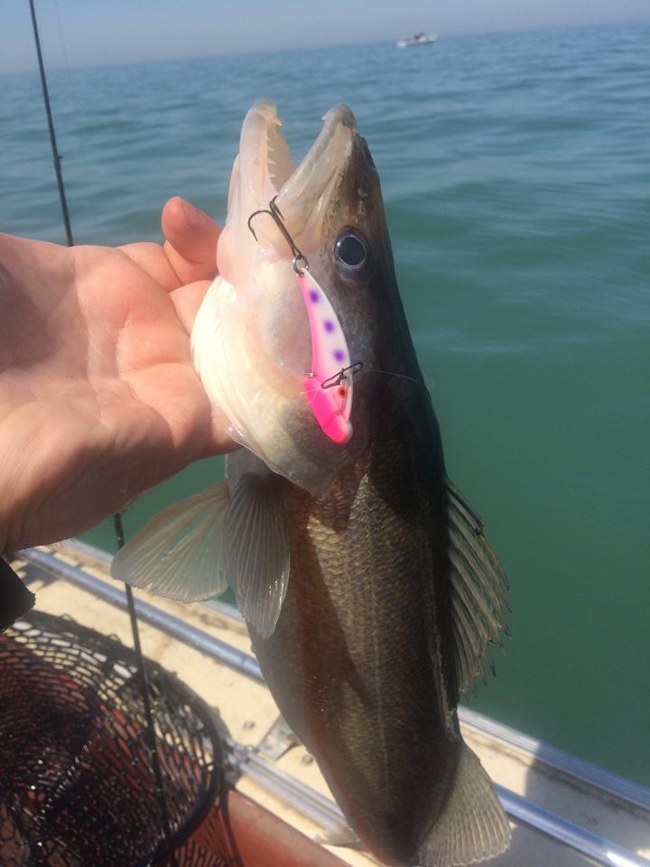 Early spring western basin walleye fishing